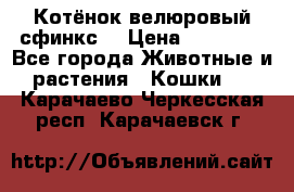 Котёнок велюровый сфинкс. › Цена ­ 15 000 - Все города Животные и растения » Кошки   . Карачаево-Черкесская респ.,Карачаевск г.
